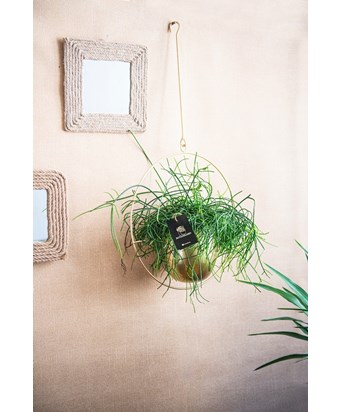 Askılı Gold Saksıda Rhipsalis 